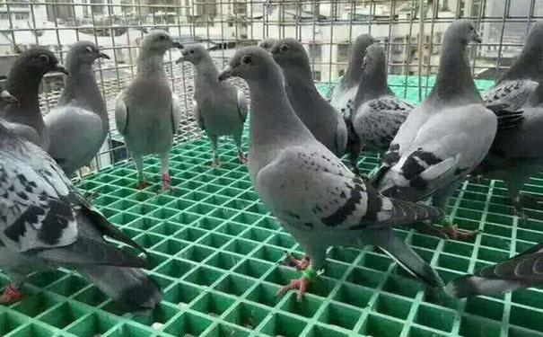 鸽舍玻璃钢格栅厂厂家
