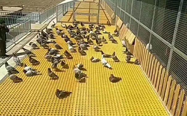 阜阳鸽子房用玻璃钢格栅质轻