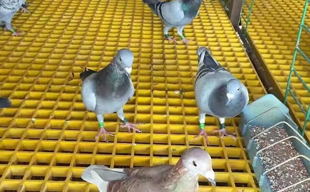 玻璃钢格栅 执行标准
