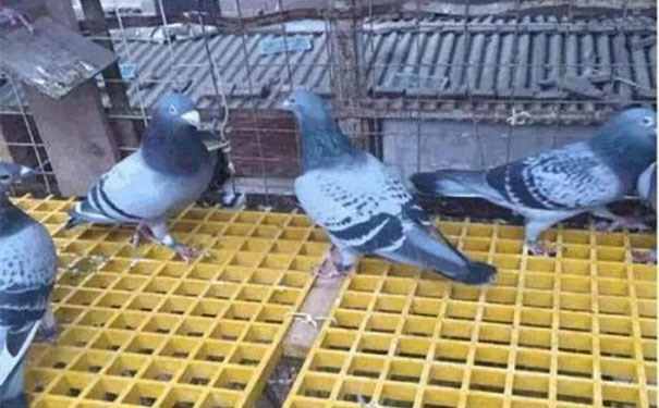 金湖鸽子房用玻璃钢格栅自产自销
