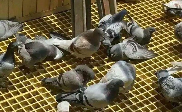 玻璃钢格栅养鸽子专用
