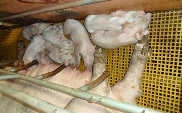 鸽舍玻璃钢格栅吧